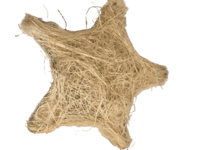 Stjerne
